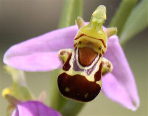 Terdapat orkid spesis yang dipanggil orkid telinga gajah atau orkid borneo. Bunga Orkid Lebah Ini Boleh Memikat Lebah jantan