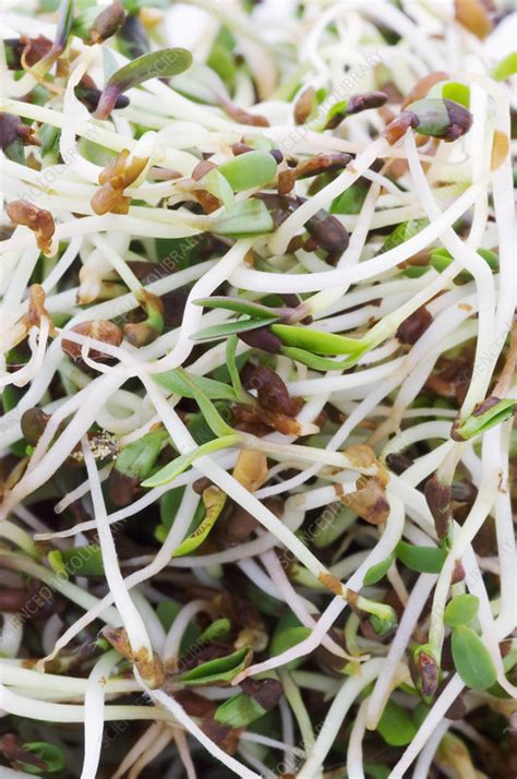 Alfalfa Sprouts Stock Image H1103685 Science Photo Library