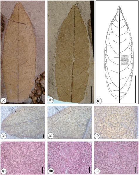 The Fossil Leaf Of Laurophyllum Alseodaphnoides Sp Nov And Light
