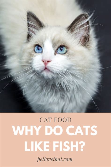 You Might Have Wondered “why Do Cats Like Fish” Many Owners Have