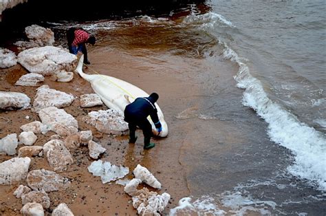 Dead Beluga Stranded In Magdalen Islands A Carcass Protected By Law