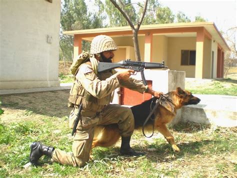 German Shepherd Dog Pak Army Dogs