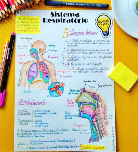 Mapa Mental Sobre Sistema RespiratÓrio Study Maps