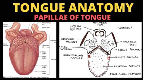 Tongue Anatomy 25 Papillae Of Tongue Head And Neck Youtube