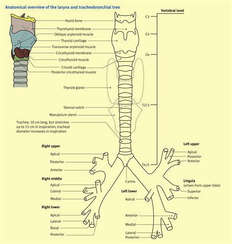 Anatomy Of The Larynx Trachea And Bronchi Anaesthesia And Intensive