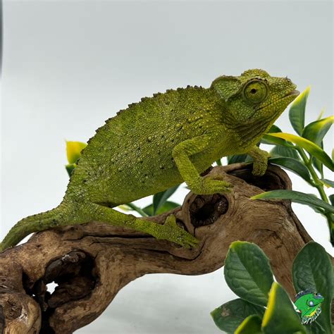 Jacksons Chameleon Juvenile To Adult Female Strictly Reptiles Inc