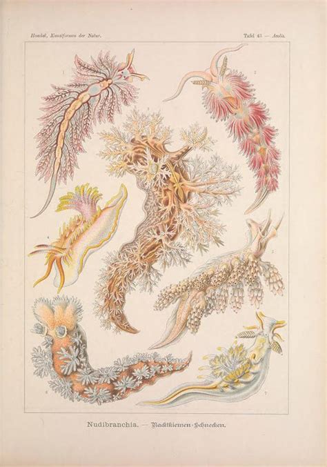 Art Forms In Nature Marine Species From Ernst Haeckel Smithsonian Ocean