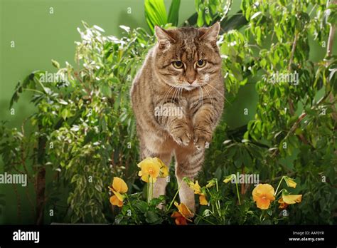 Tabby Domestic Cat Jumping Stock Photo Alamy
