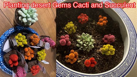 Planting Desert Gems Cacti And Succulent The Bobos Youtube