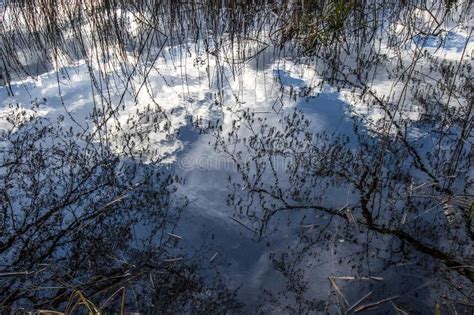 Reflected Trees Stock Image Image Of Emerald Mountain 13037303