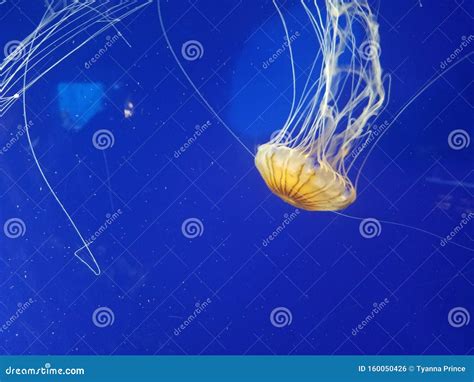 Long Tentacle Jellyfish Stock Photo Image Of Jellyfish 160050426