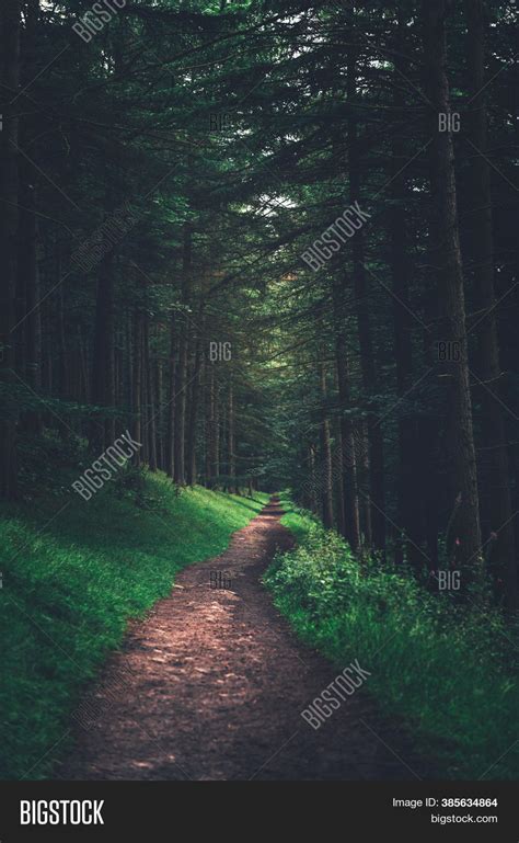 Curve Path Dark Forest Image And Photo Free Trial Bigstock