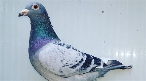 888 For Saleauction Top Quality Of Best Pigeons In Europe By Kulbacki