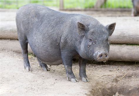 Royalty Free Pot Bellied Pig Pictures Images And Stock Photos Istock