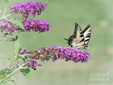 Pastel Butterfly Digital Art By Melissa Davis Fine Art America