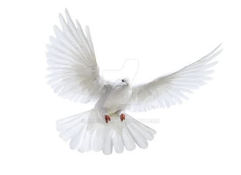 White Dove In Flight On A Transparent Background By Zoostock On Deviantart
