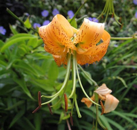 Prepare the soil in raised beds and patio borders by clearing any weeds and forking in some organic. Growing An Exotic Jungle Garden - How To Create A Jungle ...