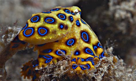 Blue Ringed Octopus The Most Deadliest Octopus