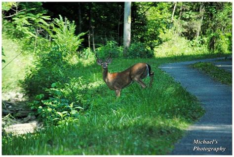 A Fuzzy Rack By On Deviantart Fuzzy Male Deer Deer