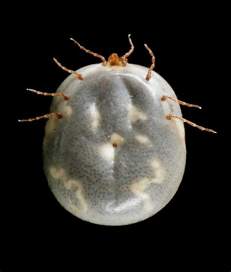 Female Lone Star Tick Photograph By Cdc Pixels
