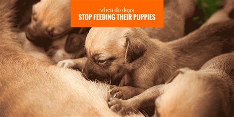 This behavior typically is normal for very young puppies, possibly to colonize the gastrointestinal tract with normal bacteria. How Long Do Dogs Eat Puppy Food? — Age, Transition & Methods