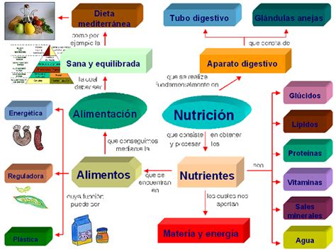 LA NUTRICIÓN Mapa conceptual sobre la alimentación