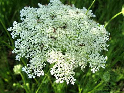 Queen Anne S Lace Daucus Carota Two Features Can Distingu Flickr