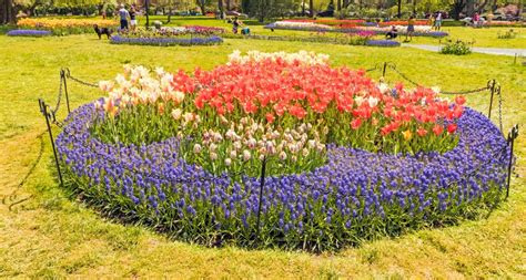 Circular Flower Garden Full Of Tulips And Grape Hyacinths Editorial