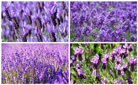 20 Different Types Of Lavender Plants Garden Lovers Club