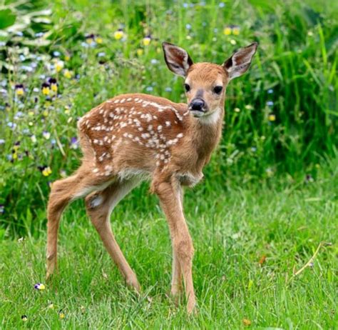 A Young Deer Standing In The Grass Near Flowers