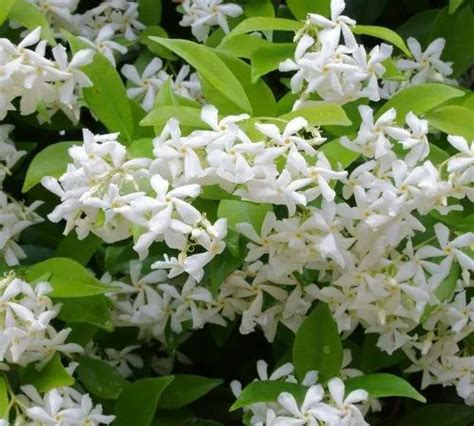 Fast Growth Star Jasmine Plants For Garden Summer Bloom Rs 120plant