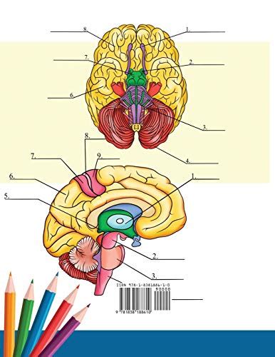 Neuroanatomy Coloring Book Incredibly Detailed Self Test Human Brain