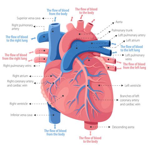 Heart Valves Diagram Stock Vectors Istock