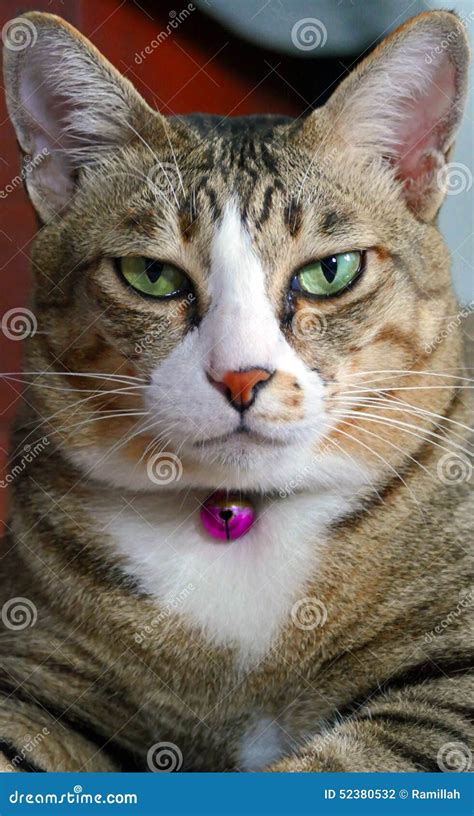 Annoying Cat Stares Straight Close Up Stock Photo Image Of Beautiful