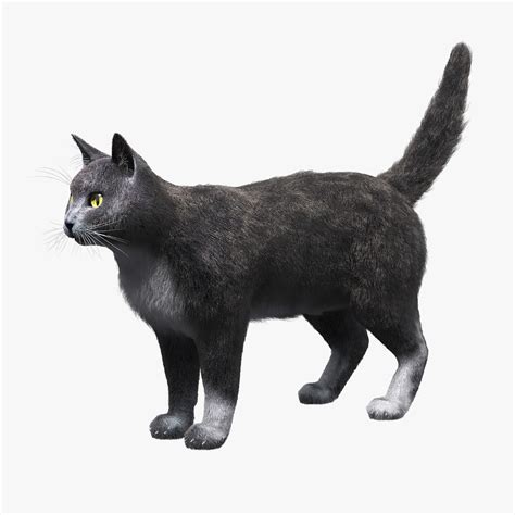 Free 3d models » cat. Domestic Cat Gray FUR 3D Model rigged MAX | CGTrader.com