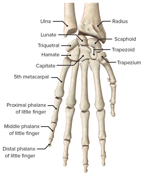 Hand Anatomy Concise Medical Knowledge