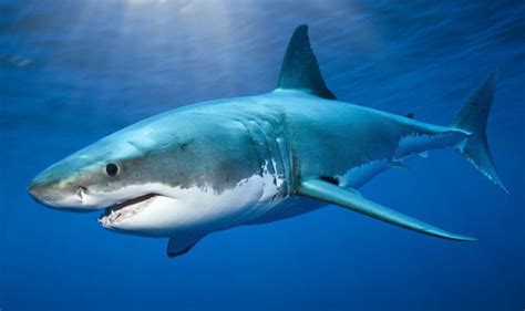 5 Biggest Shark Species Angamen