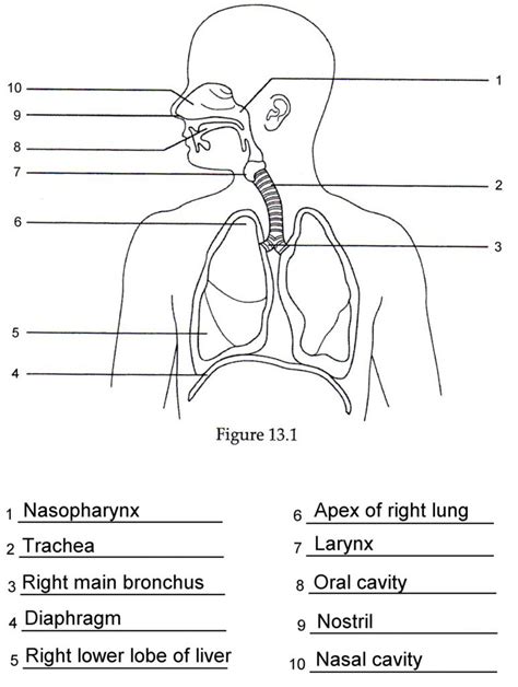 Respiratory System Diagram Labeled Quizlet