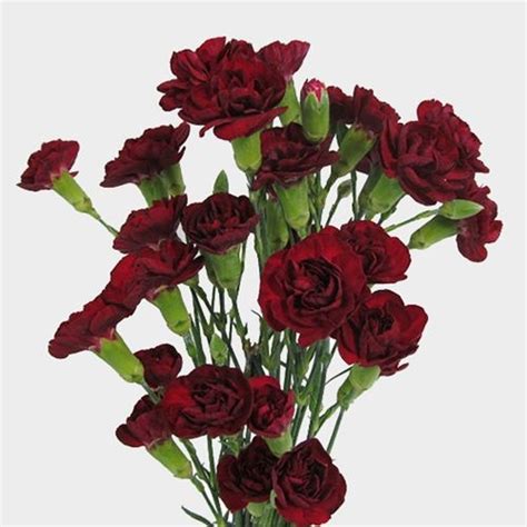 Burgundy Mini Carnation Flowers Wholesale Blooms By The Box