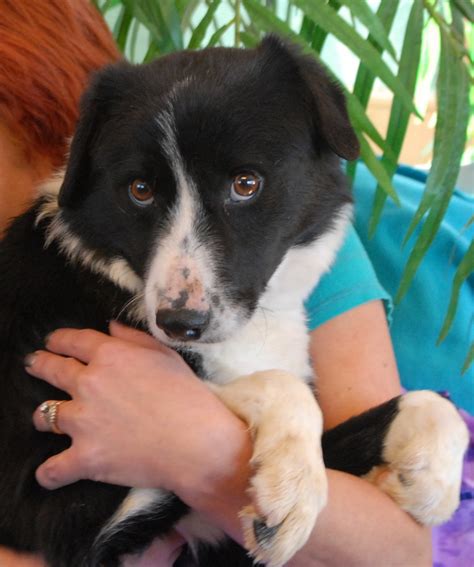 3 Border Collie Mix Puppies Who Need A Hero