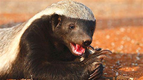 The African Honey Badger The Most Fearless Animal On Earth The