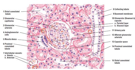 Histology Drawings Urinary System