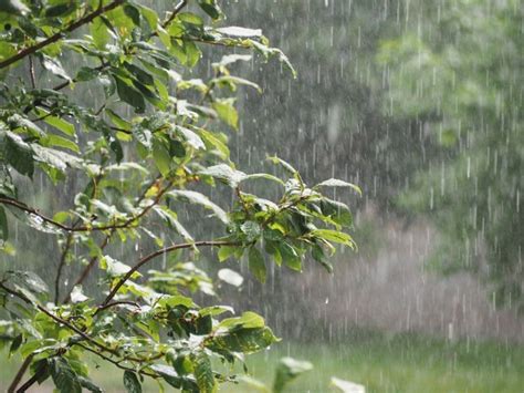 Why Does Rain Smell How Plants And Soil Make Rain Smell Gardening