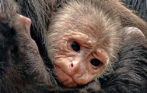 Meet Newquay Zoos New Baby Monkey News Pirate Fm