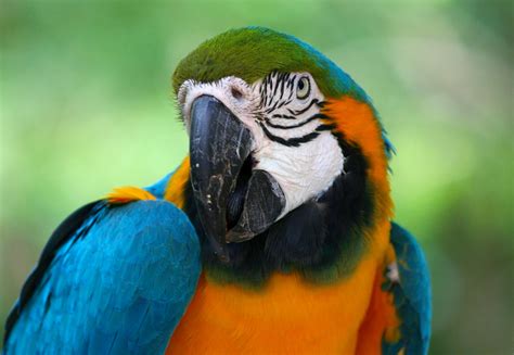 Free Images Bird Wing Wildlife Portrait Beak Tropical Colorful