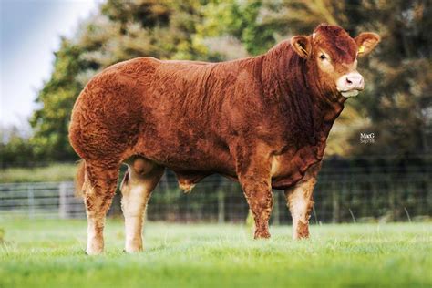 Five Most Expensive Cattle Of 2018 26 December 2018 Premium