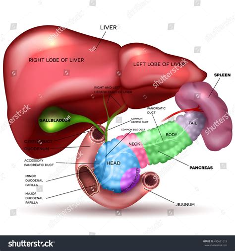 Liver Pancreas Parts Gallbladder And Spleen Detailed Drawing On A