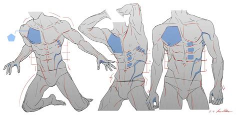 If we can create a stronger base to why having strong back muscles is important. Muscle Drawing Reference and Sketches for Artists