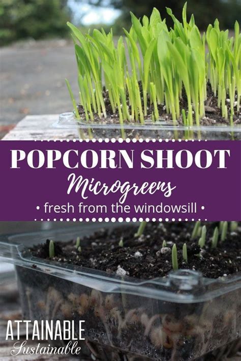 Growing Microgreens Is An Easy And Fast Way To Add Some Greens To Your