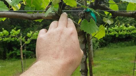 Training And Pruning Grapes Youtube